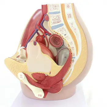 3 Части человеческого женского таза с 8-недельным плодом Модель хирурга Медицинские обучающие модели